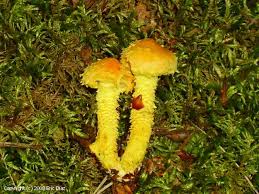 Attēlu rezultāti vaicājumam “Pholiota flammans”