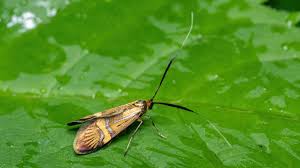 Attēlu rezultāti vaicājumam “Adelidae”