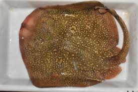 Image result for Raja radula