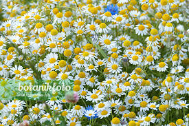 Image result for Matricaria recutita (chamomilla)