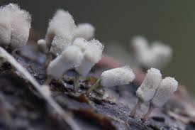 Attēlu rezultāti vaicājumam “Arcyria helvetica”