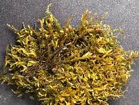 Attēlu rezultāti vaicājumam “Brachythecium rutabulum”