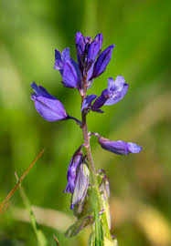 Attēlu rezultāti vaicājumam “Polygala vulgaris”