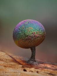 Attēlu rezultāti vaicājumam “Lamproderma pulchellum macro”