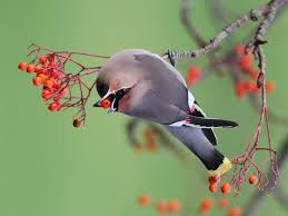 Attēlu rezultāti vaicājumam “Bombycilla garrulus”