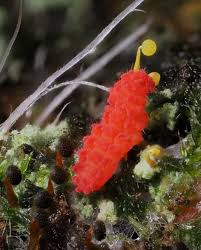 Attēlu rezultāti vaicājumam “Physarum viride macro”