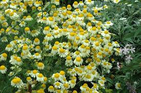 Image result for Anthemis tinctoria