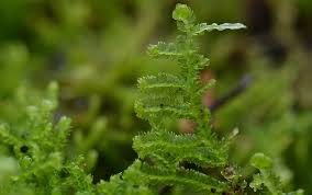 Attēlu rezultāti vaicājumam “Lepidozia reptans”