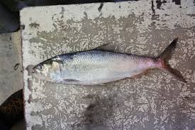 Image result for Alosa fallax