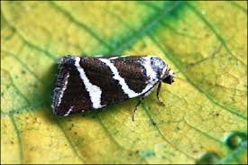 Attēlu rezultāti vaicājumam “Deltote bankiana”