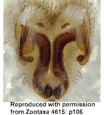 Attēlu rezultāti vaicājumam “Agroeca brunnea”