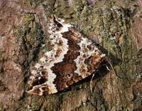 Attēlu rezultāti vaicājumam “Lampropteryx suffumata”