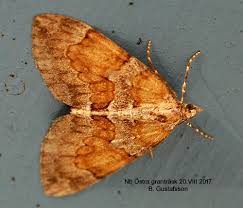 Attēlu rezultāti vaicājumam “Pennithera firmata”