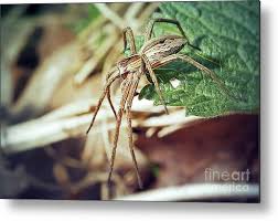 Attēlu rezultāti vaicājumam “Pisaura mirabilis”