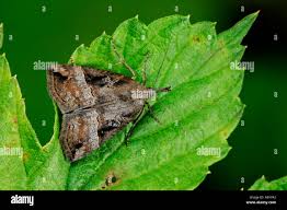 Attēlu rezultāti vaicājumam “Hypena rostralis”