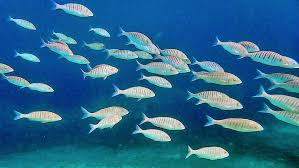 Image result for Lithognathus mormyrus