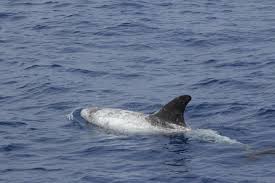 Image result for Grampus griseus