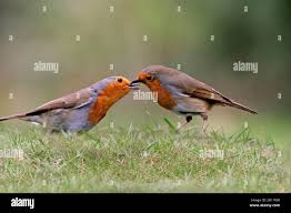Attēlu rezultāti vaicājumam “Erithacus rubecula adult”