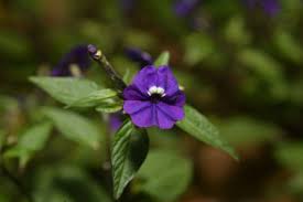 Image result for Browallia speciosa