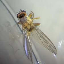 Attēlu rezultāti vaicājumam “Phytomyza ranunculi”