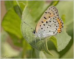 Attēlu rezultāti vaicājumam “Lycaena phlaeas female”