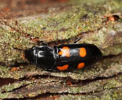 Attēlu rezultāti vaicājumam “Glischrochilus quadripunctatus”