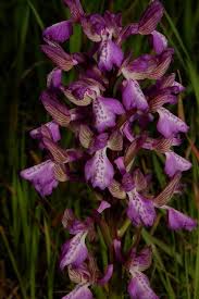 Attēlu rezultāti vaicājumam “Orchis morio”