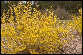 Attēlu rezultāti vaicājumam “Forsythia”