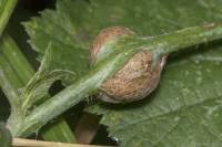 Attēlu rezultāti vaicājumam “Lasioptera rubi”