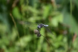 Attēlu rezultāti vaicājumam “Libellula fulva male”