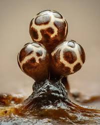 Attēlu rezultāti vaicājumam “Physarum braunianum young”