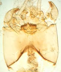 Attēlu rezultāti vaicājumam “Tanytarsus”