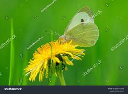 Attēlu rezultāti vaicājumam “Pieris brassicae”