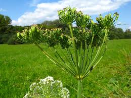 Attēlu rezultāti vaicājumam “Cnidium dubium”