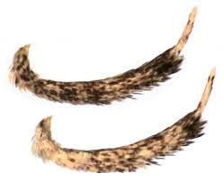 Attēlu rezultāti vaicājumam “Luquetia lobella”