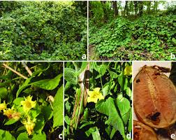 Attēlu rezultāti vaicājumam “Thladiantha dubia flower”