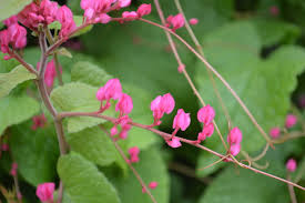 Attēlu rezultāti vaicājumam “Polygonaceae”