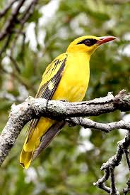 Attēlu rezultāti vaicājumam “Passeriformes”