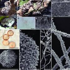 Attēlu rezultāti vaicājumam “Diderma chondrioderma sessile”