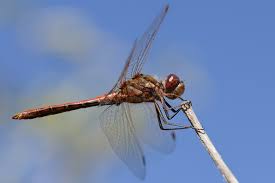 Attēlu rezultāti vaicājumam “Sympetrum vulgatum male”