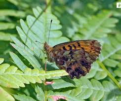 Attēlu rezultāti vaicājumam “Boloria titania upperside”