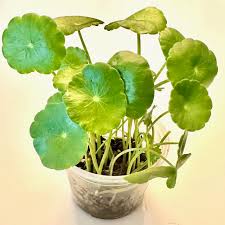 Attēlu rezultāti vaicājumam “Hydrocotyle vulgaris flower”