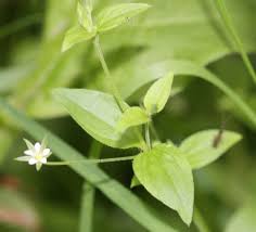Attēlu rezultāti vaicājumam “Moehringia trinervia bud”