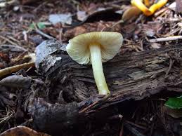 Attēlu rezultāti vaicājumam “Pluteus leoninus”