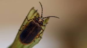 Attēlu rezultāti vaicājumam “Lycogala botrydium young”