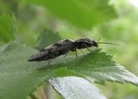 Attēlu rezultāti vaicājumam “Harminius undulatus”