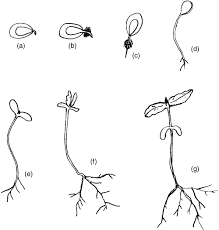 Attēlu rezultāti vaicājumam “Rhinanthus serotinus fruit”