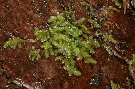 Attēlu rezultāti vaicājumam “Radula complanata”