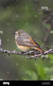 Attēlu rezultāti vaicājumam “Phoenicurus phoenicurus female”