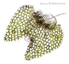 Attēlu rezultāti vaicājumam “Calypogeia azurea”